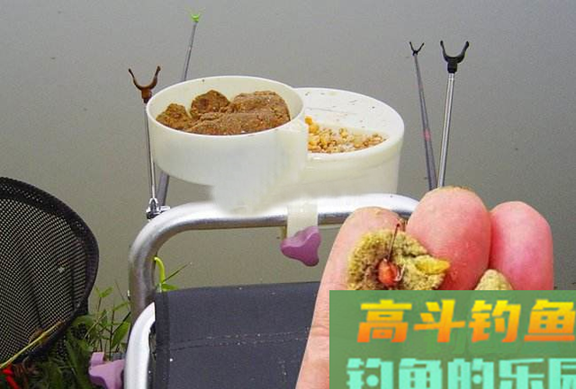 传统钓用什么饵好
