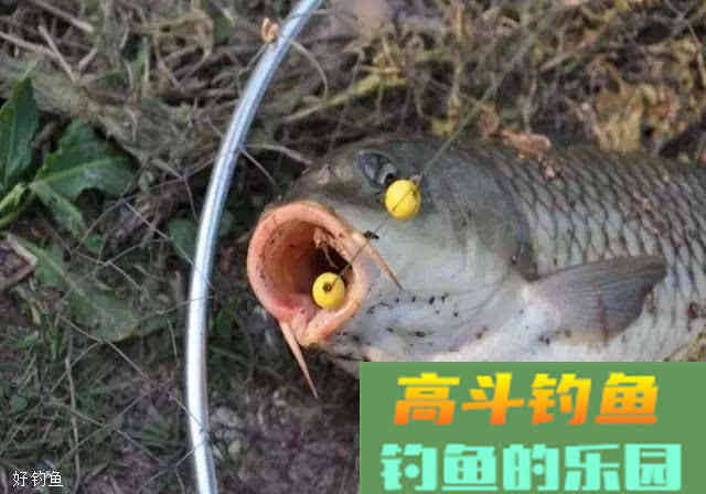 主攻鲤鱼的饵料却频频上鲫鱼？试下这些改良方法