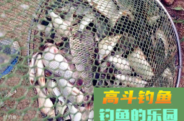 分享一款窝料配方和打窝技巧