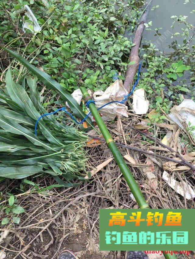 专攻草鱼，原生态饵料制作方法