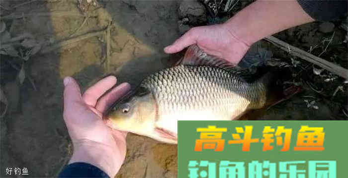 秋季这样打窝，很少空军哦