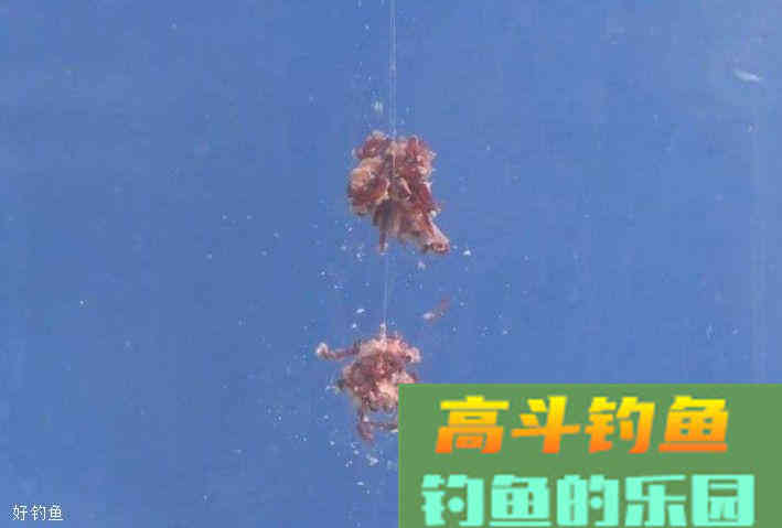 冬季钓鱼怎么使用虫饵？虫饵怎么调漂？
