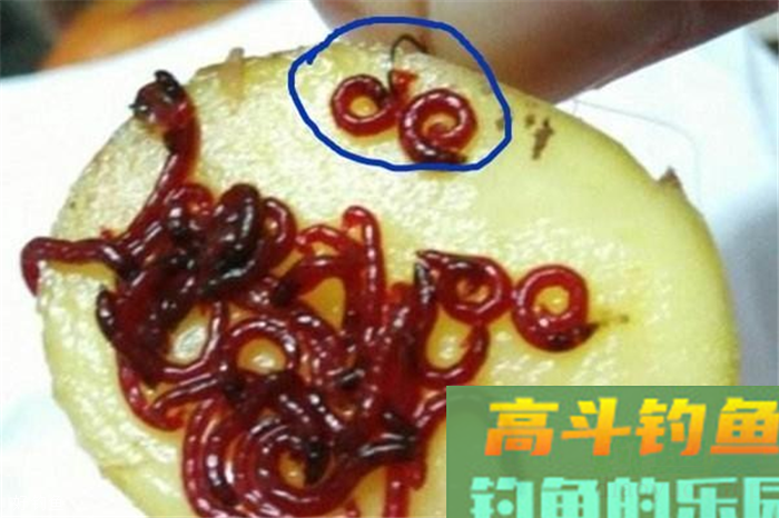 红虫饵的使用技巧，以及红虫拉饵的配置