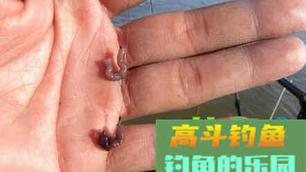 蚯蚓饵钓鱼的四大技巧