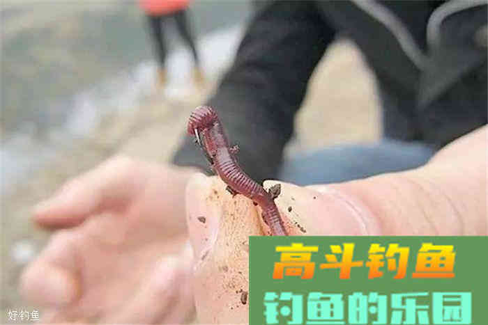 蚯蚓饵料技巧全攻略，看懂这篇不怕钓不到鱼