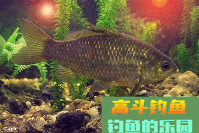 分享几款家鱼的打窝技巧，你值得拥有
