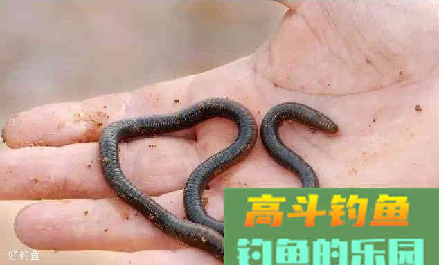 冬季钓鱼蚯蚓怎么用饵？两个方法解决你的疑惑