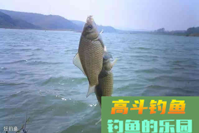 钓鱼用饵的基础知识以及配饵原则