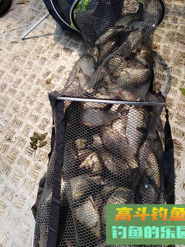 秋季野钓与坑钓的饵味型分折与总结