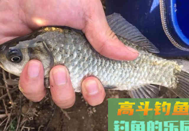酒糟打窝的用法与用量是多少？全方位解答