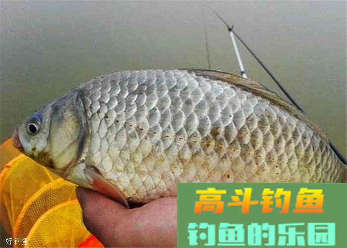 野钓想要拉饵钓鲫鱼？钓前准备要做好