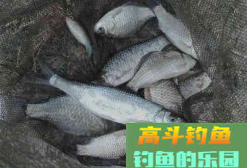 怎样让饵料被鱼儿“抢着吃”？开饵这样开钓到天黑不想走