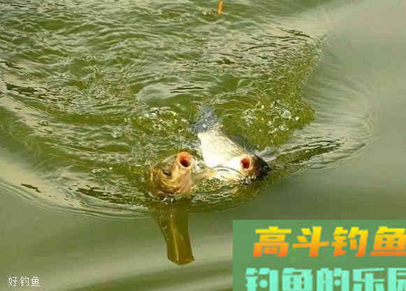 散炮饵的使用技巧，黑坑钓鱼必备