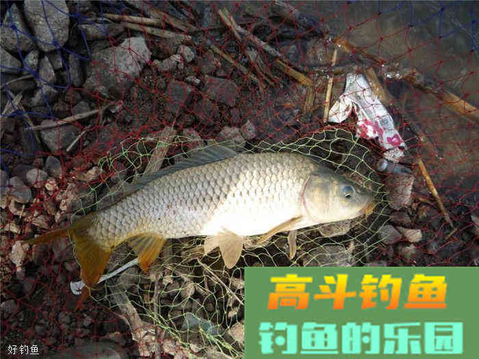 开饵的时加拉丝粉，有效避免小鱼闹窝