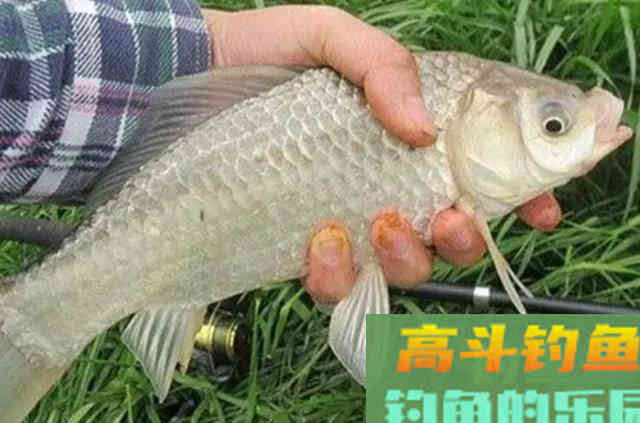 野钓过程中，必须记住三个打窝技巧