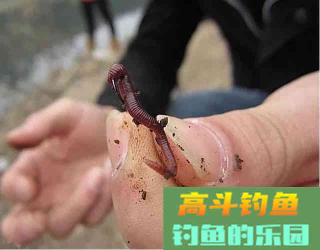 蚯蚓做饵没鱼口，不妨加工一二
