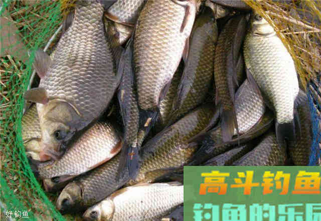 两款秋季鲫鱼饵料配方，一不小心就爆护了