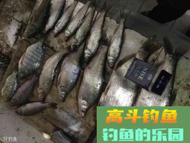 小鱼，最令你意想不到的上鱼饵料