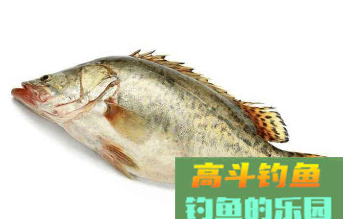 常见鱼类饵料大全，赶紧收藏备用