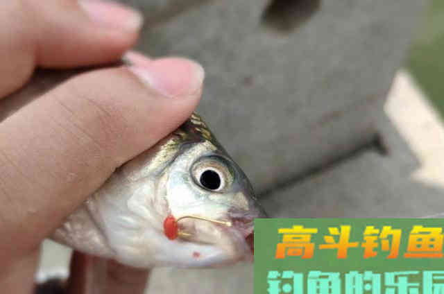 泡沫饵加点“它”鲫鲤鱼好钓到怀疑人生