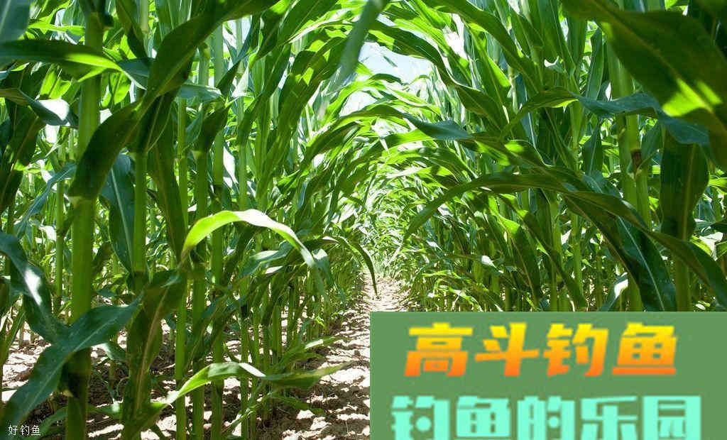 钓草鱼用什么打窝好？这四种素饵简单又实惠