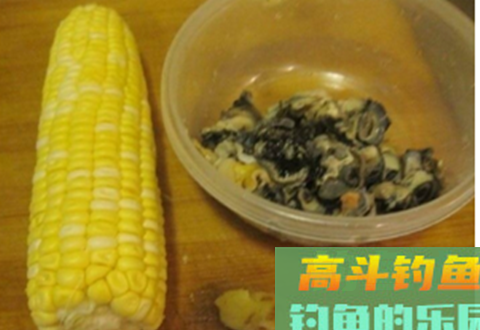 黑坑钓青鱼用什么饵料、小药好呢？