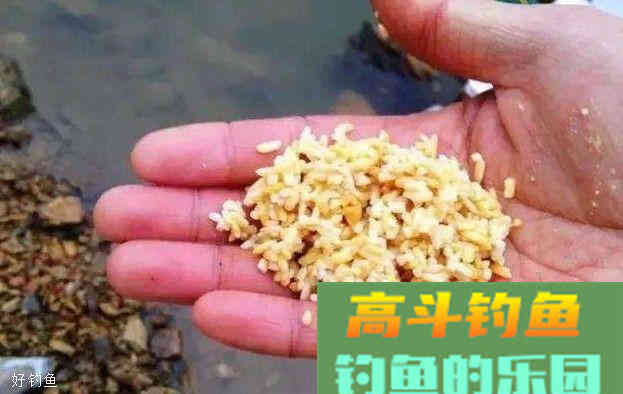 酒米打窝诱不了鱼？因为没做好这四点