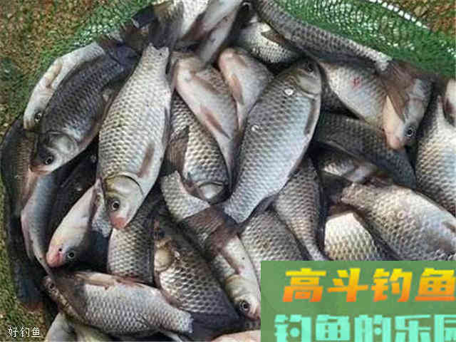 两款秋季鲫鱼饵料配方，一不小心就爆护了
