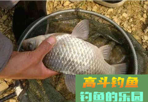 夏季野钓小鱼闹，2个用饵绝招