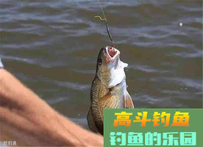 谷物饵料技巧，麦子粒也能上大鱼