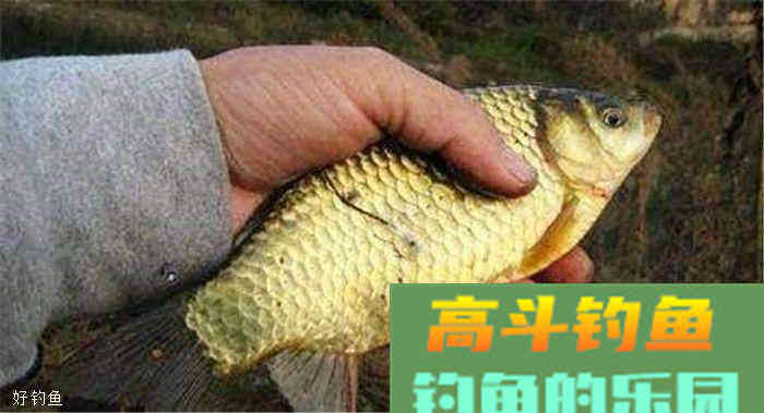 拉饵还是搓饵？论这两种方法的利弊