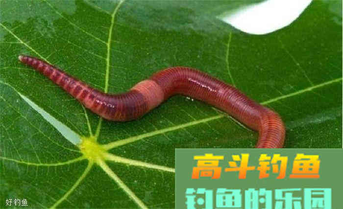 饵料的三大类以及五种挂蚯蚓的方法