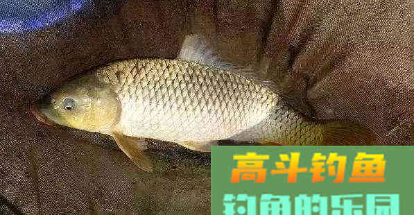 主攻鲤鱼的饵料却频频上鲫鱼？试下这些改良方法