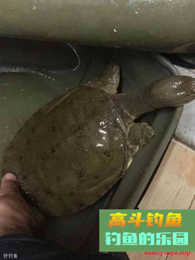 小鱼，最令你意想不到的上鱼饵料