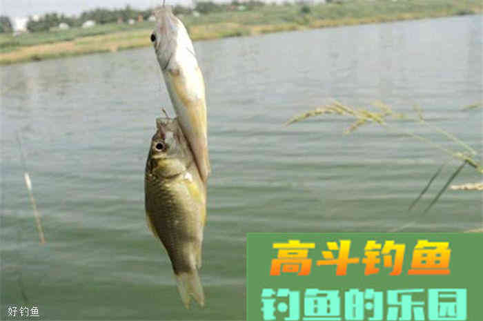 秋季钓鱼打窝技巧分解，易学好用