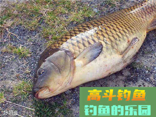 黑坑钓鲤鱼，如何根据它的饵料味型调配饵料
