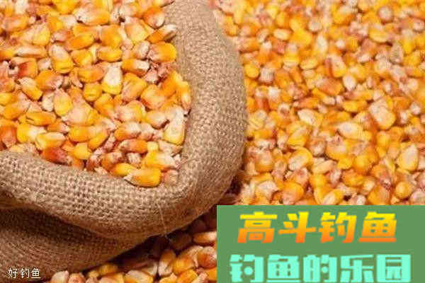 野钓打窝绝技，渔获翻倍不是事