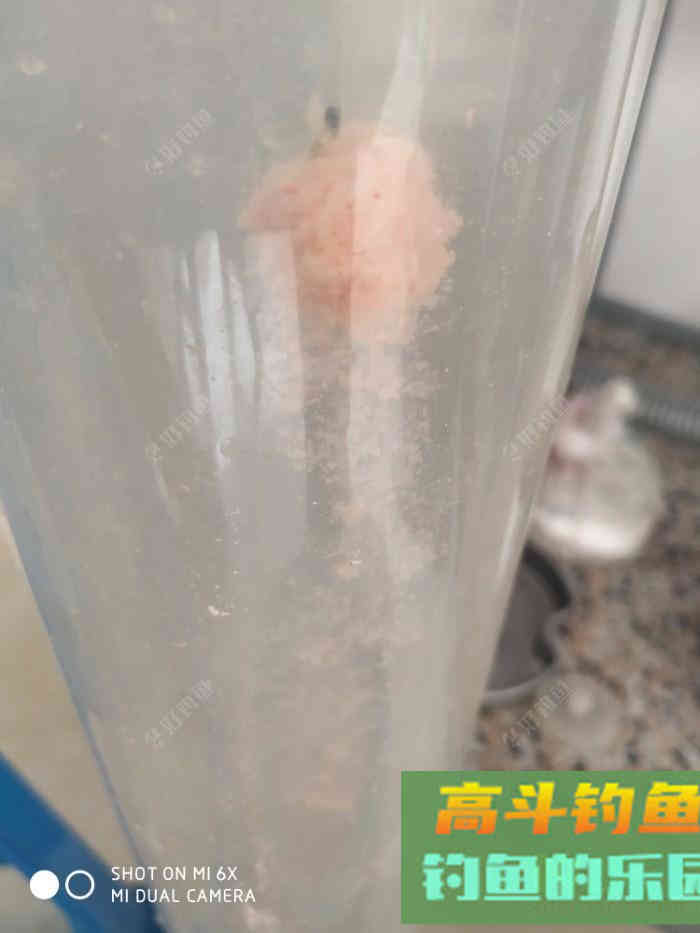 自行研究鲢鳙饵料，解决雾化太快的问题