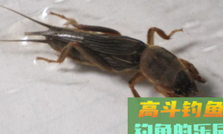 传统钓用什么饵好