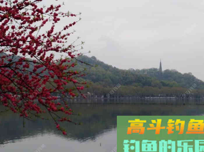 关于散炮的性能和作用