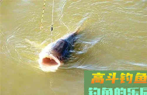 秋季南北地域的鱼饵使用心得