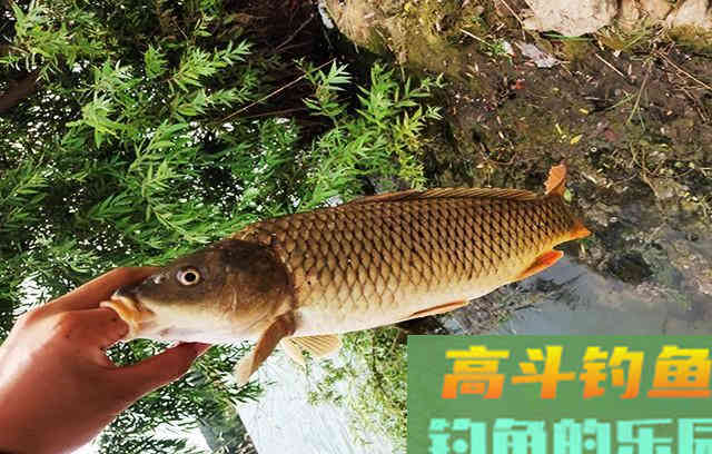 分享打窝心得，想学的老铁看过来吧
