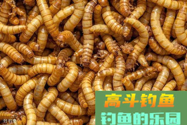 九种钓饵的挂饵方法，让你正确上饵