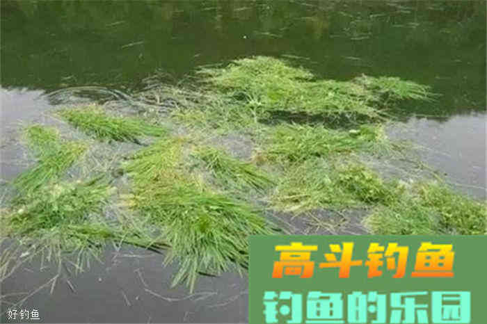 诱鱼，留鱼，打窝三大技巧分享