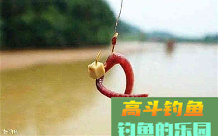 秋冬季蚯蚓钓鱼的用饵技巧三则