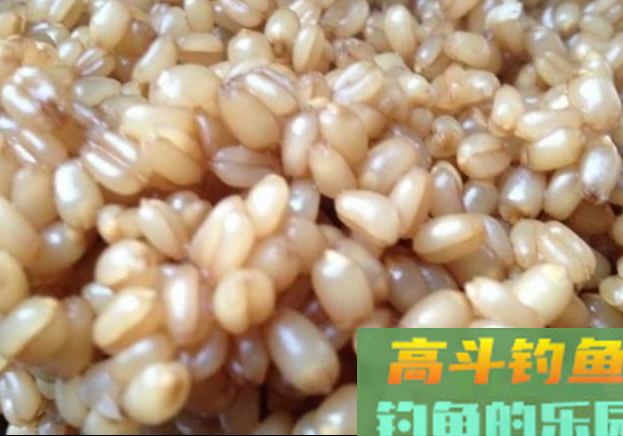 传统钓用什么饵好