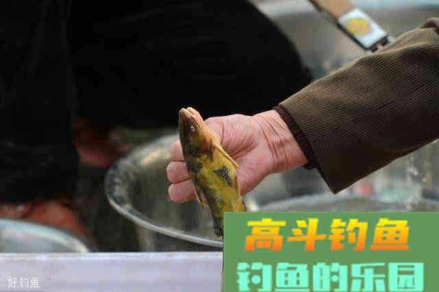 饵料技巧顺口溜，简单又易懂