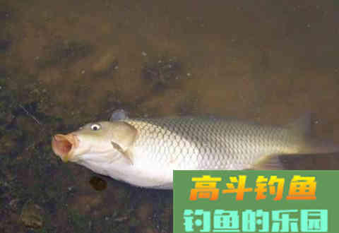 巧用泡沫好钓鱼，当忘记带钓饵时，可以试试这样