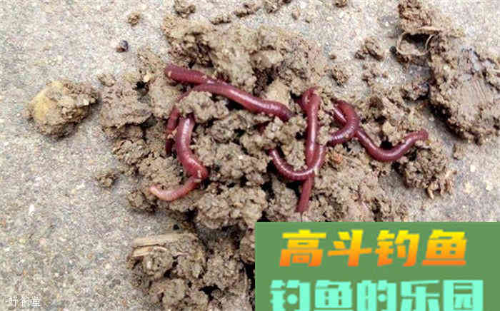 秋冬季蚯蚓钓鱼的用饵技巧三则
