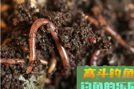 90%钓友表示不知道蚯蚓能这样用